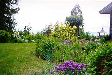 chives.jpg (25167 bytes)
