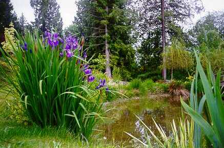 irises.jpg (31124 bytes)