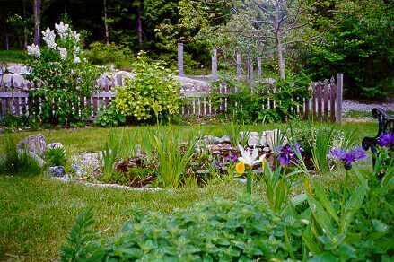 pond.jpg (30685 bytes)